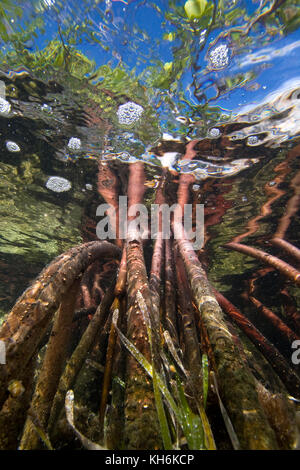 Vue sous-marine des racines de palétuvier rouge (Rhizophora mangle) sur Elliott Key Biscayne, Floride, Parc National Banque D'Images