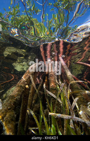 Vue sous-marine des racines de palétuvier rouge (Rhizophora mangle) sur Elliott Key Biscayne, Floride, Parc National Banque D'Images