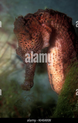 Hippocampes Hippocampus erectus, doublée, îles Vierges américaines Banque D'Images