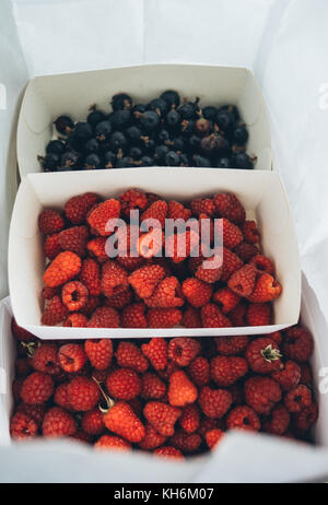 Les framboises et les baies josta fruit dans des boîtes de carton Banque D'Images