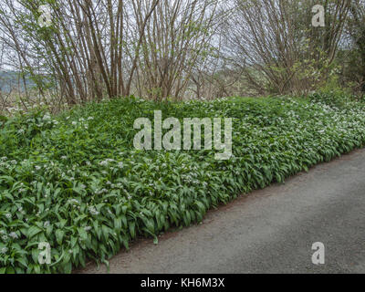 Feuillage de l'ail sauvage appelée Ramsons / Allium ursinum poussant dans la nature. Les feuilles se faire une excellente cuisine ingrédient. Aka. Ail des ours Banque D'Images