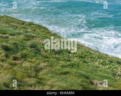 Patch de jeunes tentaculaire de betteraves à la mer / Beta vulgaris ssp maritima sur falaise surplombant la mer. Les feuilles se font un excellent légume une fois cuite. Banque D'Images