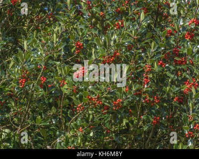 Baies de houx rouges sur le Bush de houx/Ilex aquifolium. Banque D'Images