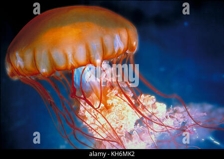 Sea Nettle, Chrysaora fuscescens Banque D'Images