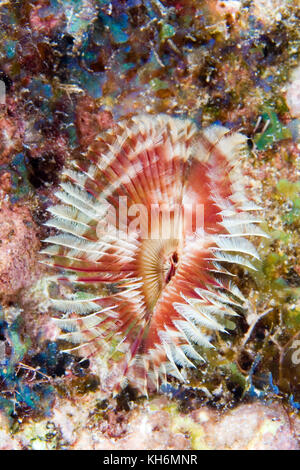 Vers de plume à couronne fendue, Anamobaea orstedii, sanctuaire marin national des Keys de Floride Banque D'Images