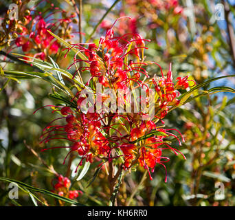 Fleurs sauvages indigènes West Australian red grevillea cultivar espèces fleurissent au début du printemps attire les oiseaux et les abeilles à l'accueil jardin ou bush terres. Banque D'Images