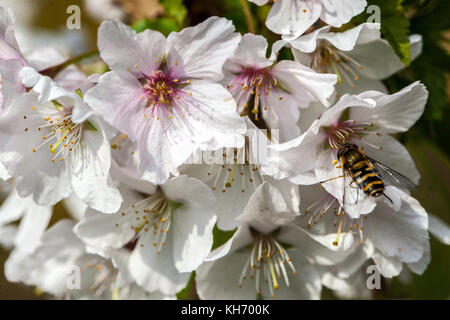 Survoler sur Prunus kurilensis 'brillant' insecte en fleur Banque D'Images