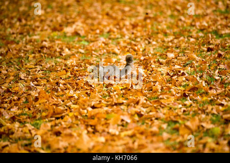 L'AUTOMNE DANS LES JARDINS DE KENSINGTON PHOTO JEREMY SELWYN 16/10/2017 Credit : Evening Standard Banque D'Images