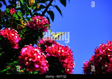 Sud jaune papilio alexanor) assis sur un papillon de bougainvilliers rouges avec un fond de ciel bleu. Cette espèce de papillons, aussi Banque D'Images