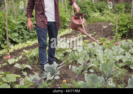 L'homme légumes eaux avec un arrosoir dans le jardin Banque D'Images