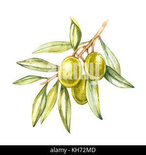 Fruits et feuilles d'olive sur un fond blanc. aquarelle illustrations botaniques. imprimer. Banque D'Images