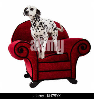 Debout sur dalmatien chaise rouge Banque D'Images