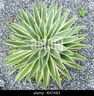 Vue de dessus d'Agave dans le jardin de gravier marbre. Banque D'Images