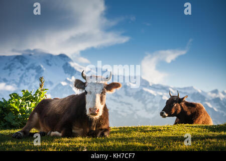 Vaches se reposant sur des collines alpines en rayons de soleil Banque D'Images