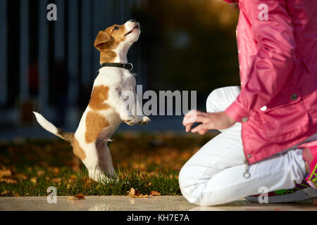 Portrait d'une petite fille sur un fond de feuilles d'oranger floue dans une journée ensoleillée d'automne. petit chiot Jack Russel terrier chasing bébé. Banque D'Images