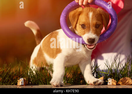 Portrait d'une petite fille sur un fond de feuilles d'oranger floue dans une journée ensoleillée d'automne. petit chiot Jack Russel terrier chasing bébé. Banque D'Images