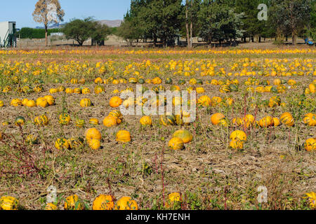 La maturation des citrouilles jaune le soleil de l'été dans les régions rurales de Havelock North Hawkes Bay, Nouvelle-Zélande Banque D'Images