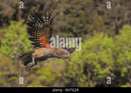 Flying kea Banque D'Images