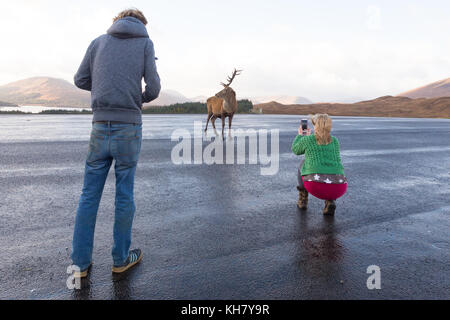 Cerf rouge cerf dans une aire de repos, avec les touristes de prendre des photos. Scotlan d UK Banque D'Images