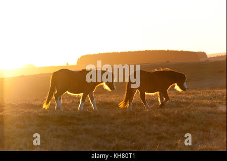 Builth Wells, Powys, Wales, UK. 16 Nov, 2017. Météo britannique. Poneys gallois sont vues au coucher du soleil sur le Mynydd Epynt moorland près de Builth Wells dans Powys, Pays de Galles, Royaume-Uni. Credit : Graham M. Lawrence/Alamy Live News Banque D'Images
