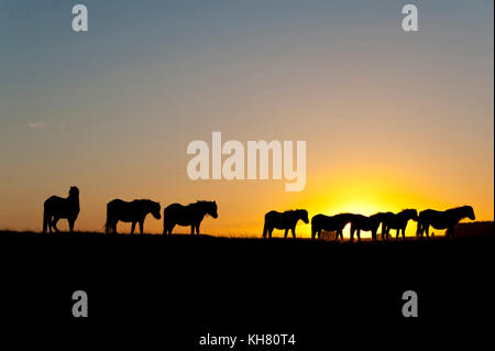 Builth Wells, Powys, Wales, UK. 16 Nov, 2017. Météo britannique. Poneys gallois sont vues au coucher du soleil sur le Mynydd Epynt moorland près de Builth Wells dans Powys, Pays de Galles, Royaume-Uni. Credit : Graham M. Lawrence/Alamy Live News Banque D'Images