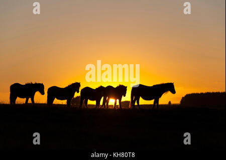 Builth Wells, Powys, Wales, UK. 16 Nov, 2017. Météo britannique. Poneys gallois sont vues au coucher du soleil sur le Mynydd Epynt moorland près de Builth Wells dans Powys, Pays de Galles, Royaume-Uni. Credit : Graham M. Lawrence/Alamy Live News Banque D'Images