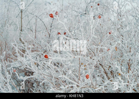 L'hiver une lumière vive de l'arrière-plan naturel white bush de chien-rose couverte de glace gel neige et rouge baies éclatantes sur froide journée d'hiver. Banque D'Images