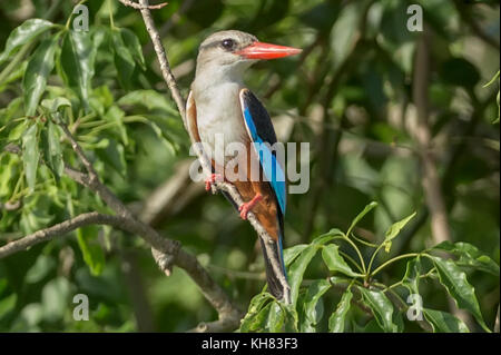 Martin-pêcheur à tête grise (Halcyon leucocephala), 'Murchison's Falls National Park', l'Ouganda, l'Afrique Banque D'Images