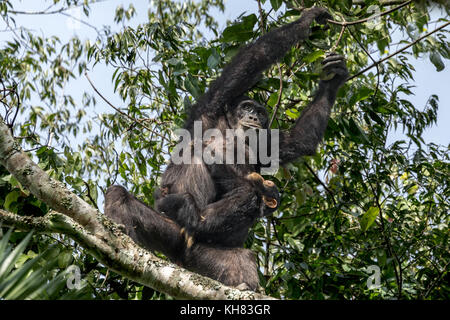 Mère d'attraper un bébé chimpanzé Kimbale fig et le Parc National des Forêts de l'Afrique Ouganda Banque D'Images