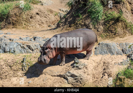 Un énorme hippopotame mâle sur un bord de la rivière Banque D'Images