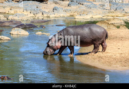 Un énorme hippopotame mâle sur un bord de la rivière Banque D'Images