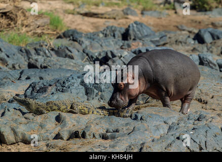 Un énorme hippopotame mâle sur un bord de la rivière Banque D'Images