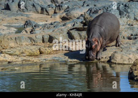 Un énorme hippopotame mâle sur un bord de la rivière Banque D'Images