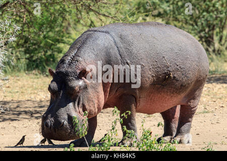 Un énorme hippopotame mâle sur un bord de la rivière Banque D'Images