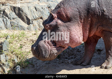 Un énorme hippopotame mâle sur un bord de la rivière Banque D'Images