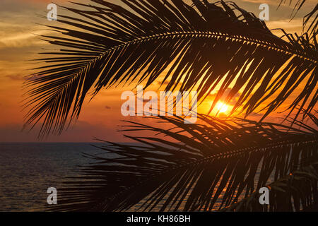 Ocean sunset visible à travers les feuilles de palmier Banque D'Images