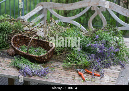 Echter Lavendel, Schmalblättriger Lavendel, Ernte, Kräuterernte, Lavandula angustifolia, Lavandula officinalis, Lavandula vera, Lavender, laven commun Banque D'Images