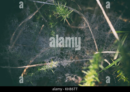 Les gouttelettes d'eau sur spider web, Dawn Banque D'Images