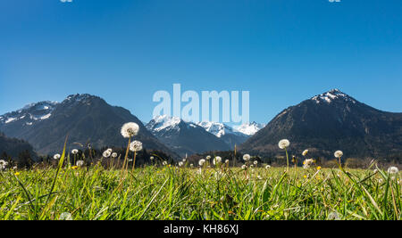 Le pissenlit blowballs idyllique dans des paysages de montagne et de ciel bleu clair. Banque D'Images