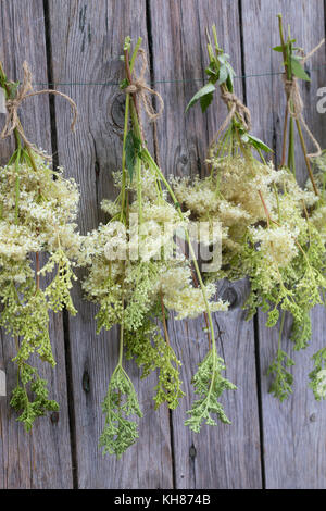 Mädesüß trocknen, ernten, Ernte, Trocknung, Kräuterernte, Echtes Mädesüß, Mädesüss, Filipendula ulmaria, Meadow Sweet, Quenn of the Meadow, Reine des Banque D'Images