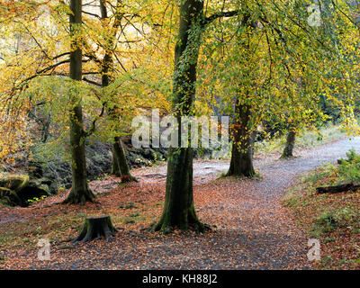 Les arbres d'automne et de feuilles mortes sur le chemin dans la SRCFA Wood à Saint-cergue North Yorkshire Angleterre Banque D'Images