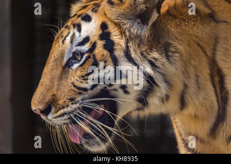 Tigre du Bengale royal en vue en gros. Le tigre du Bengale est l'une des espèces les plus menacées dans le monde. Banque D'Images