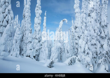 Les Conifères couverts de neige sur Silver Star Mountain, Colombie-Britannique, Canada Banque D'Images