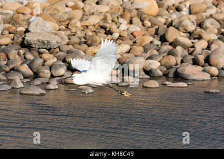 Aigrette garzette (Egretta garzetta) Oiseau en vol dans les zones humides, Gaomei Qingshui District, Taichung, Taiwan Banque D'Images