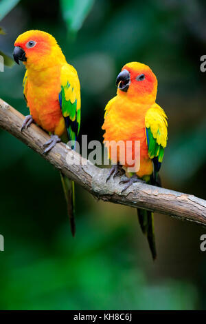 Conure soleil (aratinga solstitialis), adult couple on branch, captive, l'occurrence l'Amérique du Sud Banque D'Images