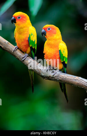 Conure soleil (aratinga solstitialis), adult couple on branch, captive, l'occurrence l'Amérique du Sud Banque D'Images