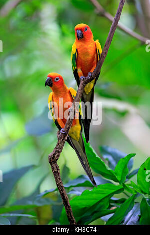 Conure soleil (aratinga solstitialis), adult couple on branch, captive, l'occurrence l'Amérique du Sud Banque D'Images