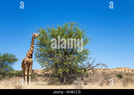 Le sud de Girafe (Giraffa giraffa), âgés de sexe masculin, se nourrissant d'un arbre gris camelthorn (acacia haematoxylon), désert du Kalahari Banque D'Images