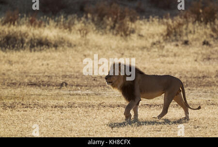 Lion à crinière noire (Panthera leo) vernayi, homme, l'itinérance dans la rivière auob à sec, désert du Kalahari, kgalagadi transfrontier park Banque D'Images