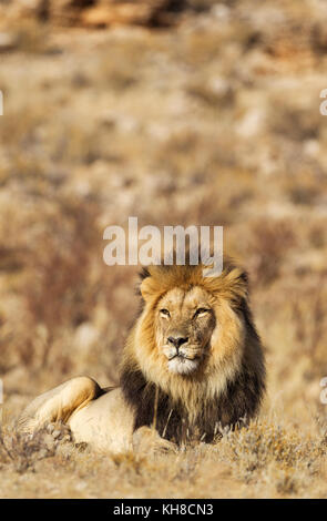 Lion à crinière noire (Panthera leo) vernayi, homme, repos, désert du Kalahari, kgalagadi transfrontier Park, Afrique du Sud Banque D'Images
